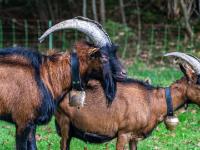 Ziegenbock und Ziege